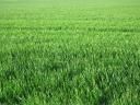 Green Green Gras