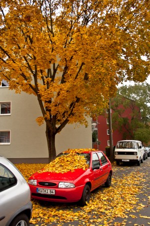Herbst #1