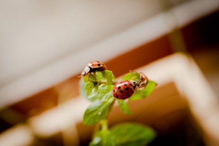Ladybeetle1
