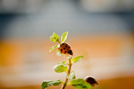 Ladybeetle2