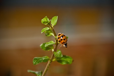 Ladybeetle3