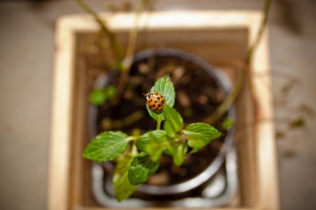 Ladybeetle4