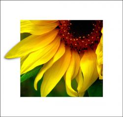Sonnenblumen Cut Out